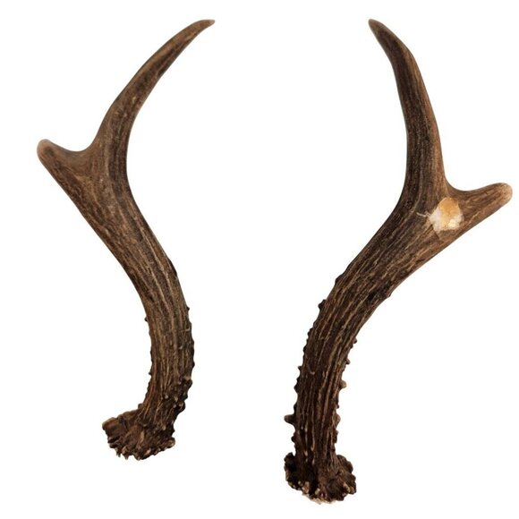 Antler Pair Authentic Deer Rustic Home Decor for Taxidermy, Dog Chews,  Craft Su - Picture 1 of 7